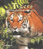 Tigers: a Look Into Glittering Eye