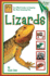 Lizards (Beginning Vivarium Systems)