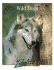 Wild Dogs (Zoobooks Series)