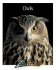 Owls (Zoobooks Series)