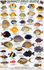 Hawaii Reef Fish #1 Identification Guide (Laminated Single Sheet Field Guide)