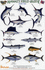 Hawaii Sport Fish Identification Guide (Laminated Single Sheet Field Guide)