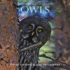 Owls (Wildlife Monographs)