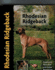 Rhodesian Ridgeback