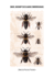 Bee Genetics and Breeding