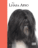 Lhasa Apso-Best of Breed