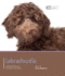 Labradoodle-Dog Expert