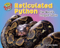 Reticulated Python: the World's Longest Snake (More Supersized! )