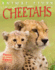 Cheetahs Format: Library