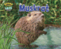 Muskrat (Swamp Things: Animal Life in a Wetland)