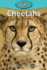 Cheetahs (41) (Elementary Explorers)