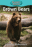 Brown Bears (Elementary Explorers)