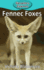 Fennec Foxes