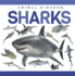 Sharks