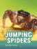 Jumping Spiders (Pebble Explore)