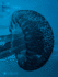 The Imaginary Sea