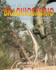 Braquiosaurio. Dinosaurio De Patas Largas (Dino Historias)