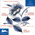 Traditional Dutch Tile Designs (Agile Rabbit Editions)