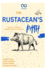 The Rustacean's Path: From Zero to Systems Programming Hero in One Book