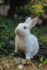 RABBIT drawing book