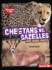 Cheetahs Vs. Gazelles Format: Paperback
