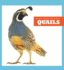 Quails (North American Birds)