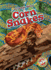 Corn Snakes (Slithering Snakes)