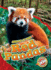 Red Pandas (Animals at Risk)