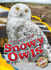Snowy Owls-Animals at Risk, Non-Fiction Reading About Endangered & Threatened Species for Grade 2-Blastoff! Readers Collection