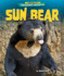 Sun Bear (Library of Awesome Animals)