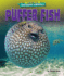 Puffer Fish (Library of Awesome Animals)