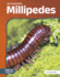 Millipedes (Decomposers)