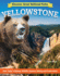 Discover Great National Parks: Yellowstone: Kids' Guide to History, Wildlife, Geysers, Hiking, and Preservation (Curious Fox Books) for Kids Grade 4-6 to Learn About the First National Park in Wyoming