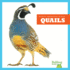 Quails (North American Birds)