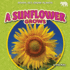 A Sunflower Grows (Ready, Set, Grow: Plants)