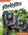 Bonobos (Primates)