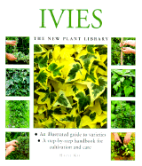 Ivies - Key, Hazel