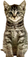 Kitten