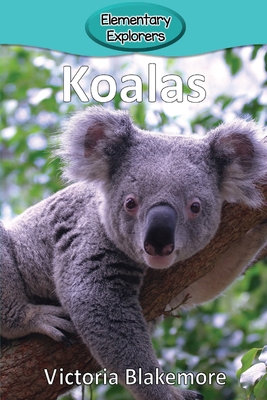 Koalas - Blakemore, Victoria