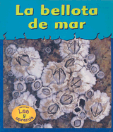 La Bellota de Mar