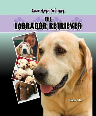 Labrador Retriever - Bolan, Sandra