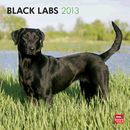 Labrador Retrievers, Black 2013 Square 12x12 (Multilingual Edition)