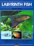Labyrinth Fish