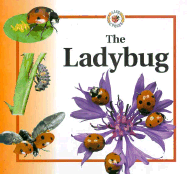 Ladybug