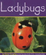 Ladybugs