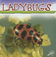 Ladybugs - Cooper, Jason