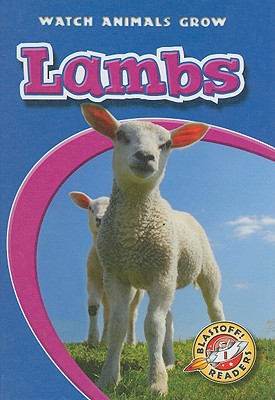 Lambs - Wendorff, Anne