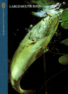 Largemouth Bass