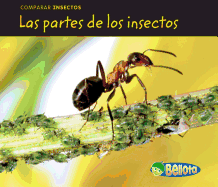 Las Partes de los Insectos