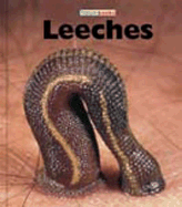 Leeches